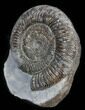 Dactylioceras Ammonite Stand Up - England #38787-1